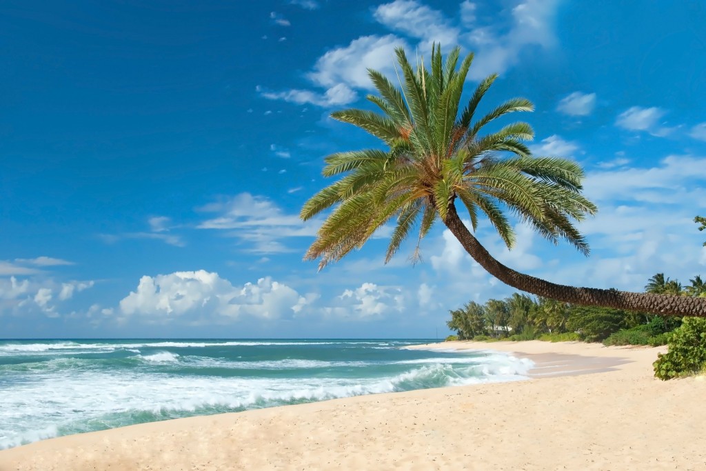 20915105 - untouched sandy beach with palms trees and azure ocean in ...